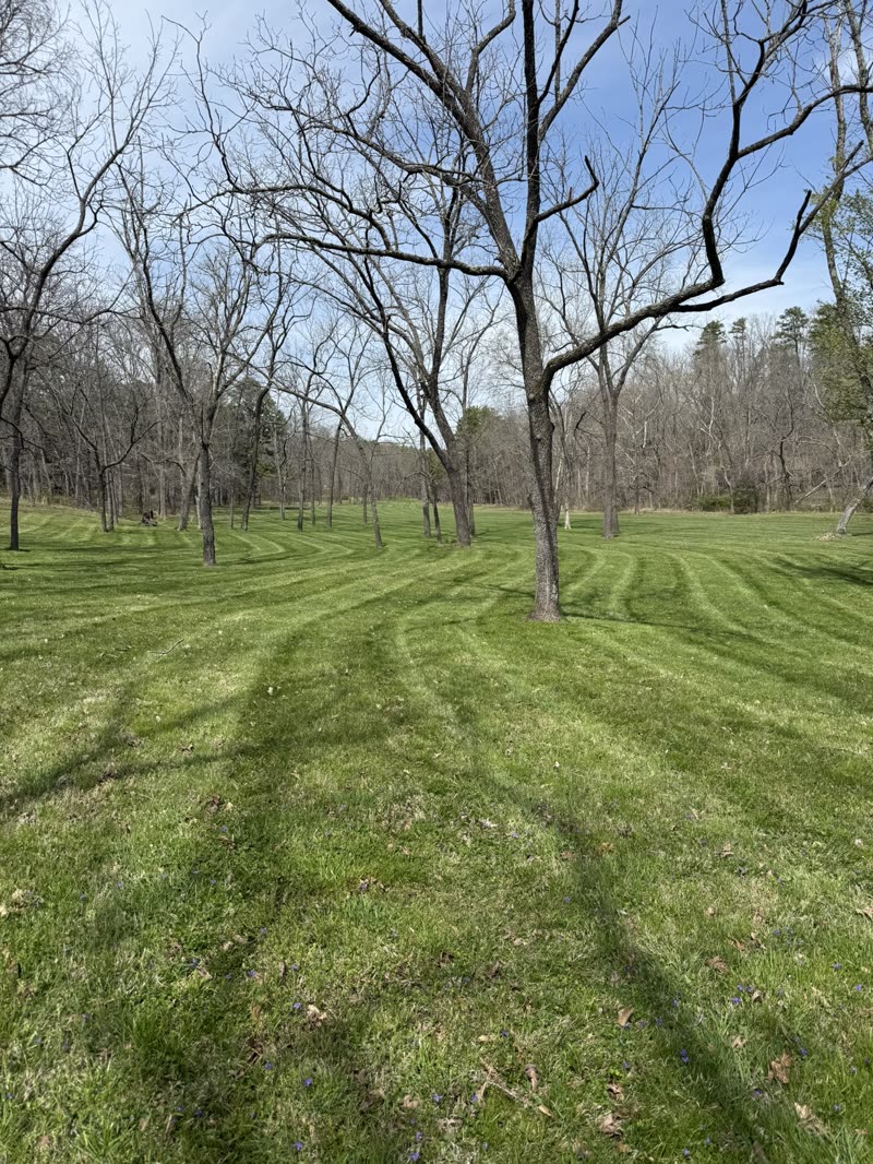 Large property mowing with curved stripe patterns through trees